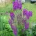 Коровяк ВИОЛЕТТА (вербаскум) в Дзержинске