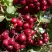 Рябина ГРАНАТНАЯ сладкоплодная в Дзержинске