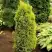 Можжевельник ГОЛД КОН обыкновенный в Дзержинске