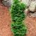 Туя СПИРАЛИС МИНИ западная в Дзержинске