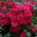 Роза РАДОСТЬ САДОВНИКА (ГАРТЕН ФРОЙДЕ) почвопокровная в Дзержинске