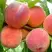 Персик ВАЙН ГОЛД Т3 в Дзержинске