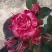 Роза ФАЙЕР ВОРКС миниатюрная в Дзержинске