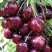 Черешня СИЛЬВИЯ колоновидная в Дзержинске