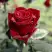 Роза ТАБУ чайно-гибридная в Дзержинске