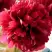 Пион БЕЛГРАВИЯ травянистый в Дзержинске