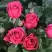 Роза ЛАВ ЛЕТТЕР флорибунда в Дзержинске