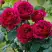 Роза КЕЙТ английская в Дзержинске