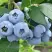 Голубика БЛЮЭТТА в Дзержинске