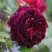 Роза МАНСТЕД ВУД английская в Дзержинске