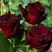 Роза ЧЕРНАЯ МАГИЯ чайно-гибридная в Дзержинске