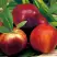 Нектарин СТАРК РЕД ГОЛД в Дзержинске
