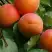 Абрикос ГРАФИНЯ в Дзержинске