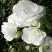Роза АЙСБЕРГ флорибунда в Дзержинске