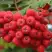 Рябина АЛАЯ КРУПНАЯ сладкоплодная в Дзержинске