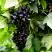 Смородина чёрная БЕЛОРУССКАЯ СЛАДКАЯ в Дзержинске