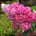 Гортензия МЕГА МИНДИ метельчатая в Дзержинске