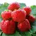 Клубника ВИМА ЗАНТА в Дзержинске