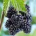 Ежевика БЛЭК САТИН бесшипная  в Дзержинске
