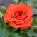 Роза ОРАНЖ ДЖЕВЕЛ миниатюрная в Дзержинске