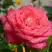 Роза ПЬЕР КАРДЕН чайно-гибридная в Дзержинске