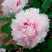 Пион ПЕРСИК ПОД СНЕГОМ древовидный в Дзержинске