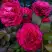 Роза БЕЛЬВЬЮ чайно-гибридная в Дзержинске