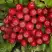 Рябина РУБИНОВАЯ сладкоплодная в Дзержинске