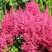 Астильба САННИ ДЕЙ гибридная в Дзержинске