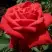 Роза СОФИ ЛОРЕН чайно-гибридная в Дзержинске