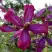 Клематис СВИТ САММЕР ЛАВ в Дзержинске