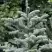 Пихта благородная в Дзержинске