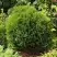 Туя ТИНИ ТИМ западная в Дзержинске