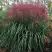 Мискантус МАЛЕПАРТУС китайский  в Дзержинске