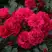 Роза РАДОСТЬ САДОВНИКА (ГАРТЕН ФРОЙДЕ) почвопокровная в Дзержинске