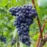 Виноград МУКУЗАНИ в Дзержинске