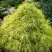 Кипарисовик ФИЛИФЕРА АУРЕА горохоплодный в Дзержинске