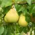 Груша ВЕЛИКАЯ ЛЕТНЯЯ (БОЛЬШАЯ ЛЕТНЯЯ) в Дзержинске