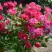Роза ШОНЕ КОБЛЕНЦЕРИН флорибунда в Дзержинске