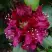 Рододендрон КАЛИ в Дзержинске