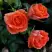 Роза ОРАНЖ ДЖЕВЕЛ миниатюрная в Дзержинске