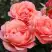 Роза КОРАЛ ЛИОНС РОУЗ флорибунда в Дзержинске