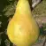 Груша КОНКОРД в Дзержинске