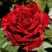 Роза РЕД ИНТУИШН чайно-гибридная в Дзержинске
