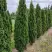 Туя ДЕГРУТ СПАЙР западная в Дзержинске