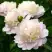 Пион ШИРЛИ ТЕМПЛ травянистый в Дзержинске