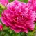 Пион НОЧНЫЕ ГРЕЗЫ древовидный в Дзержинске