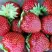 Клубника МАЛЬВИНА в Дзержинске