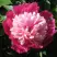 Пион КАПЛЯ РОСЫ травянистый в Дзержинске