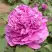 Пион ОРНАМЕНТ древовидный в Дзержинске